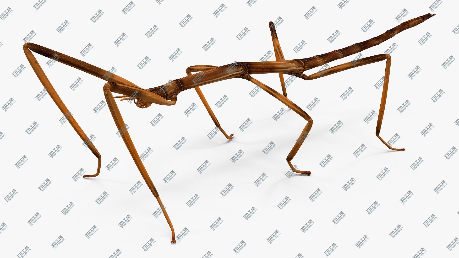 images/goods_img/2021040162/3D Stick Insect Brown Rigged model/2.jpg